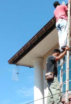 Kelawar2