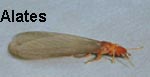 alates