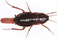 lipasoriental