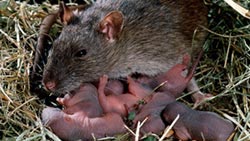 rats