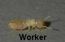 worker